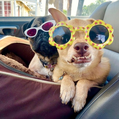 Adventure time. Come on, grab your friends. #underbiteunite #daisy #dixie #adventuretime (at Los Angeles, California)
https://www.instagram.com/p/BpVgHSyBUA4/?utm_source=ig_tumblr_share&igshid=m3pg6jho5cvf